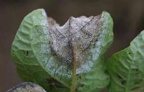 马铃薯常见病虫害及防治方法,马铃薯病虫害诊断与防治论文