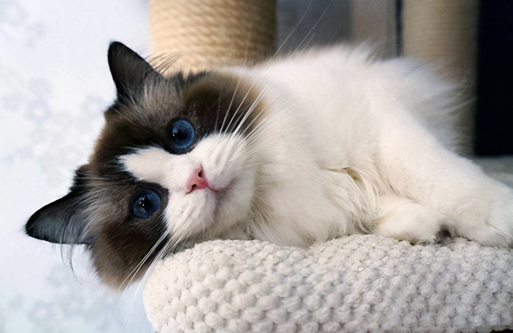 猫咪最近掉毛很多是怎么回事,猫咪头顶有一块有红色点