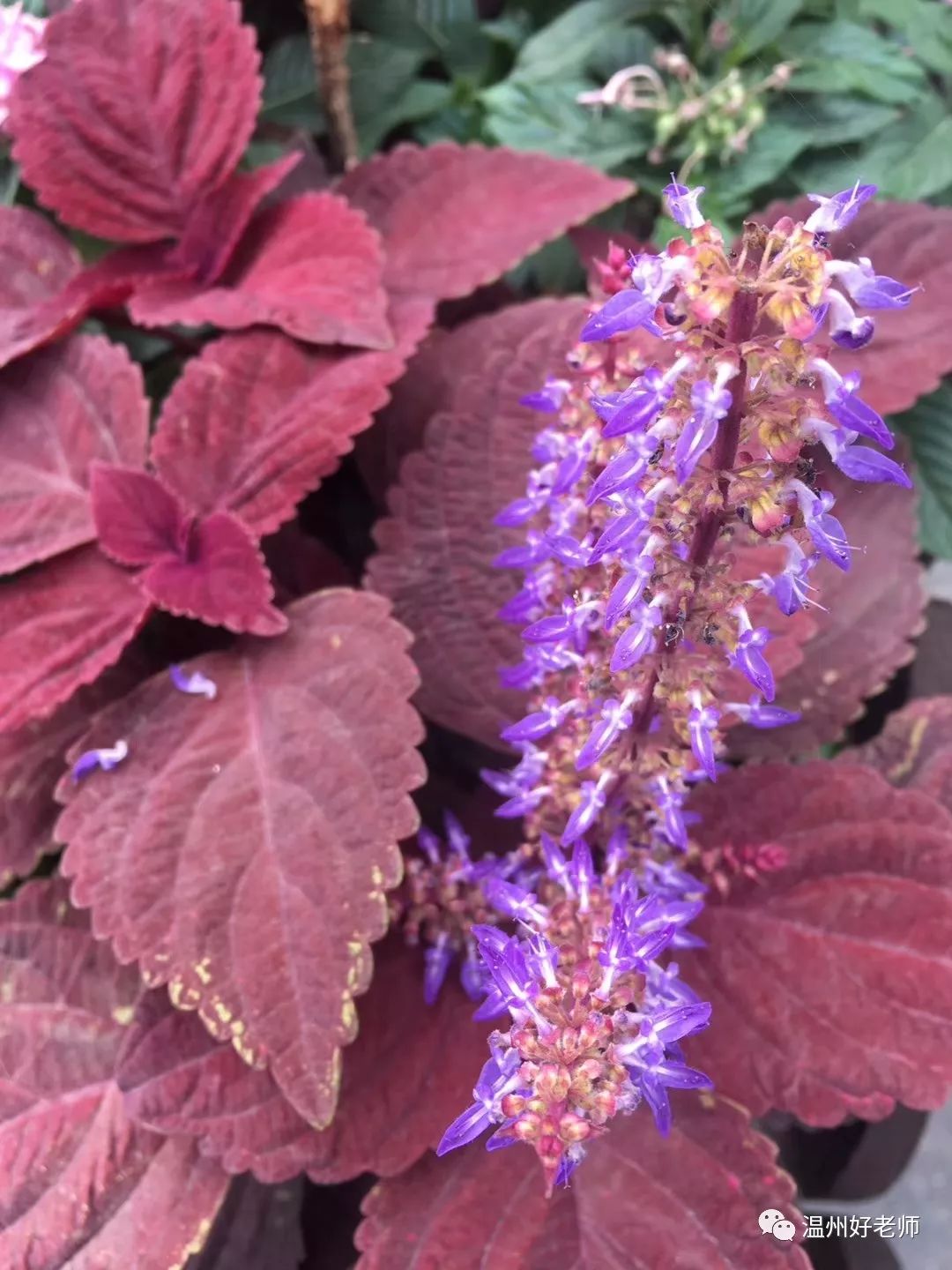 原创文章被抄袭了,怀疑被抄袭是自己写过的文章