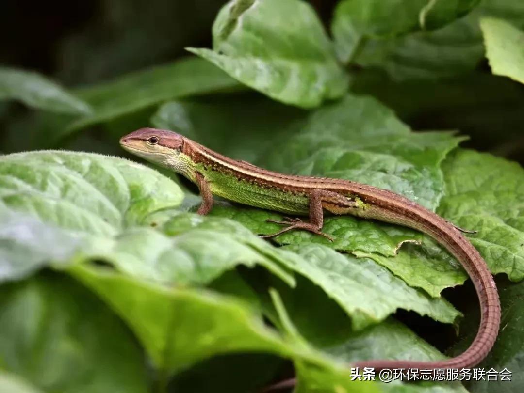 成都生态环保大讲堂|穿越于水陆之间的动物世界