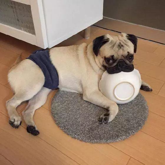 孩子对狗毛过敏还能继续养狗吗,狗毛过敏适合养什么狗