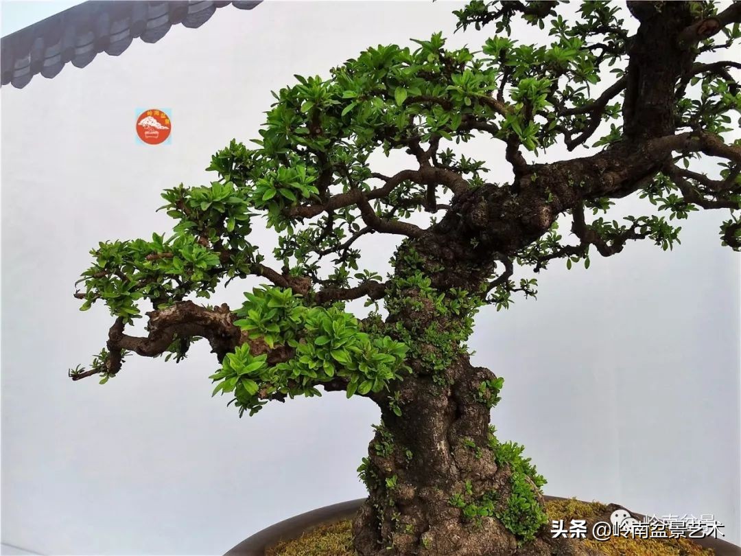 文人杂木盆景精品欣赏,可以做盆景的杂木图片大全