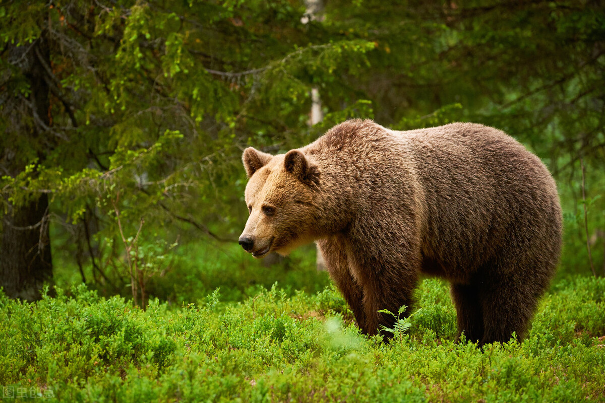 俄罗斯奇闻：男子被棕熊咬伤存储熊窝一个月，竟靠尿液活下来