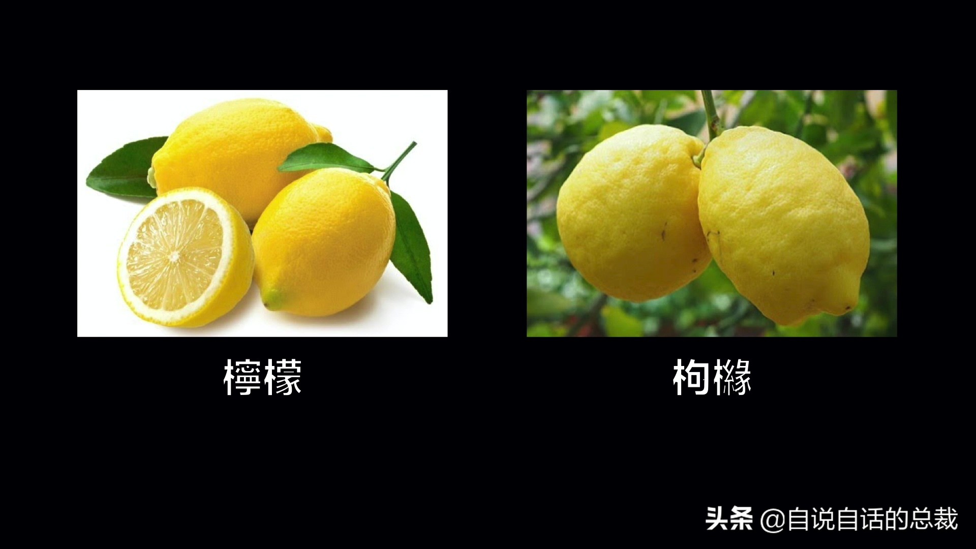 全世界的柠檬都读Lemon?这背后有一个刻在8号染色体上的上古故事