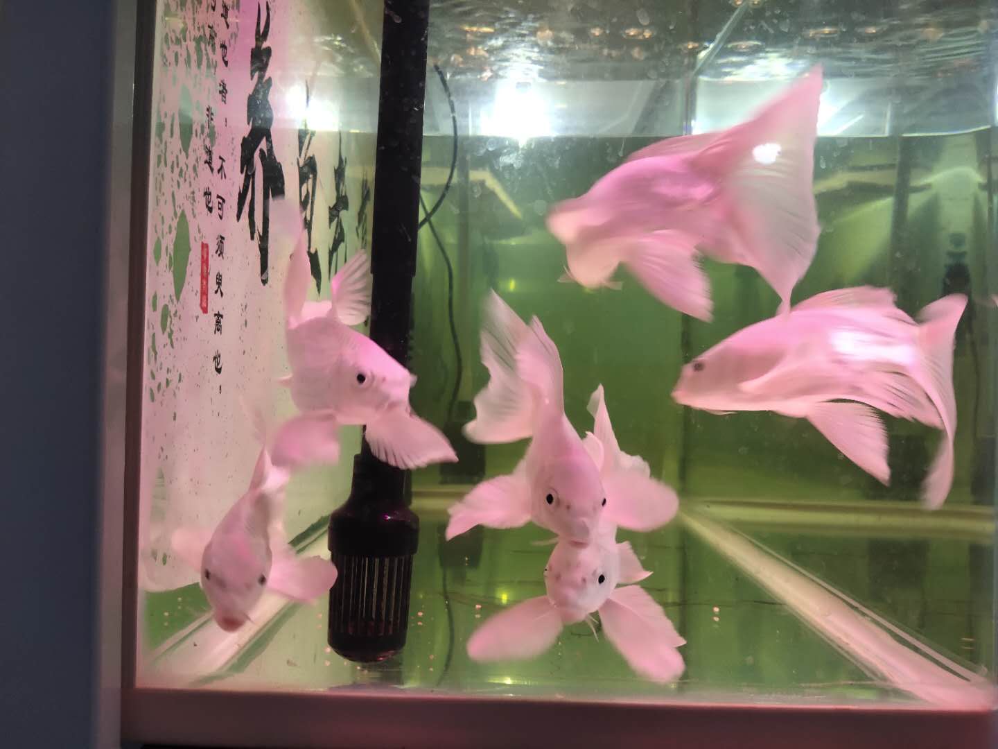 普通冷水观赏鱼的养殖方法,养冷水观赏鱼的技巧和方法