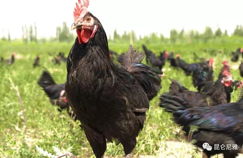 尼雅黑鸡是土鸡吗,尼雅黑鸡苗乌鲁木齐哪里售卖