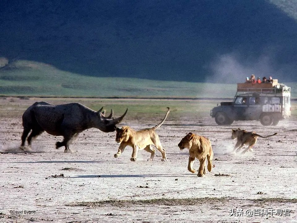 王者也会栽跟头——盘点在野生环境中杀死过成年老虎狮子的动物