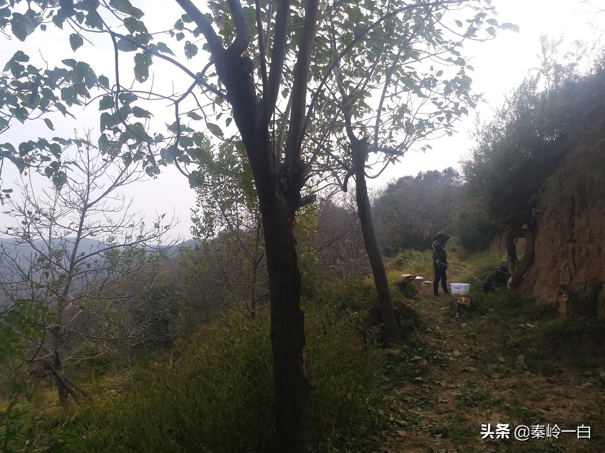 你们有没有接到过一个电话，小女孩自称是祖传卖蜂蜜的？