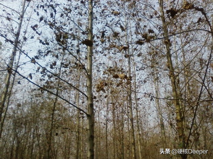 中国海关截获美国神秘包裹,美国包裹发现黑蝇