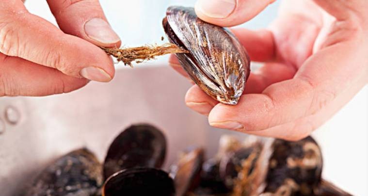 比眼镜蛇毒更厉害的动物,比眼镜蛇还毒20倍的海鲜