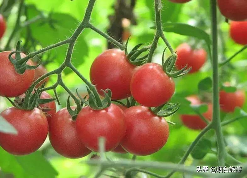 冬游莱州来一场欢乐美食之旅,冬游鲜美