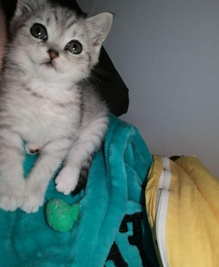 英短1200元靠谱吗,一千元的英短靠谱吗