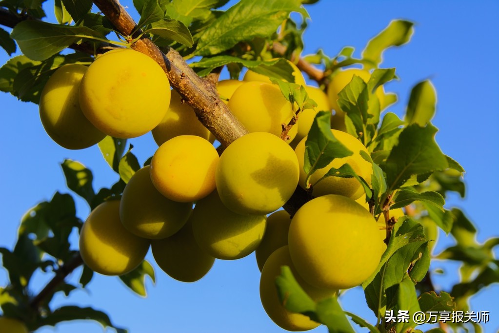 日本菊弥荣梅子酒保质期,日本梅子的酿制方法