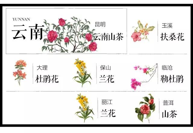全国各个城市的市花一览表,十大城市的市花
