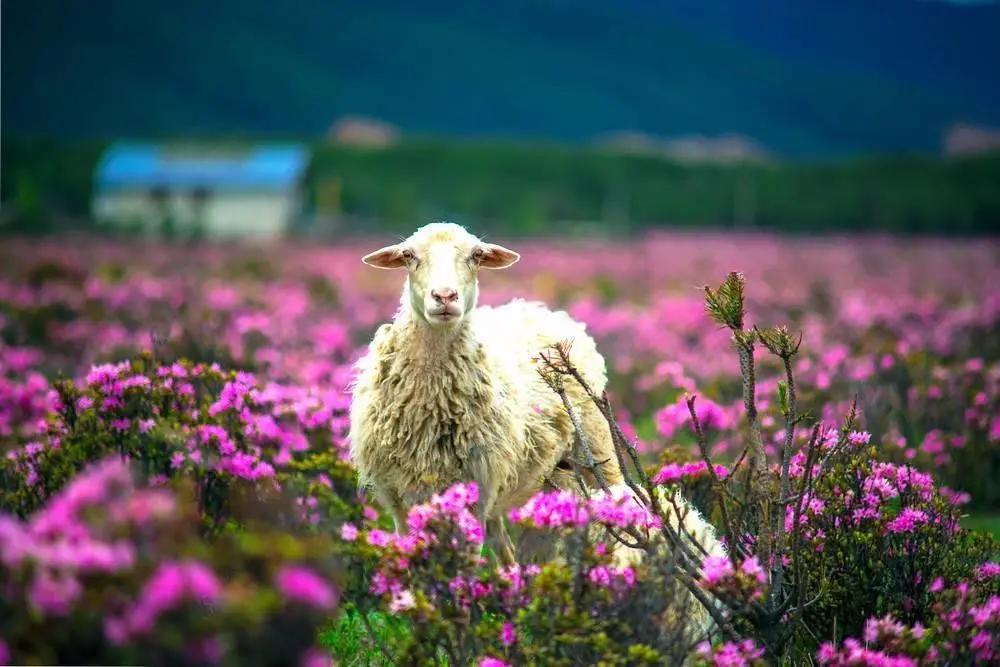带你Get《司藤》同款神仙美景，春天的香格里拉这样玩