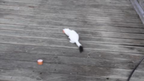 黄鼠狼黄大仙的视频,黄鼠狼捕捉黄大仙