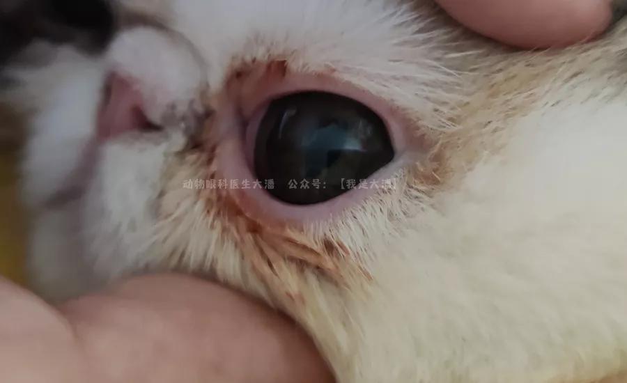 加菲猫角膜溃疡，眼睛有凹陷的治疗