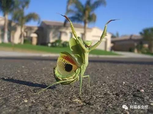 螳螂和蟑螂哪个更厉害,螳螂和蟑螂有什么区别吗