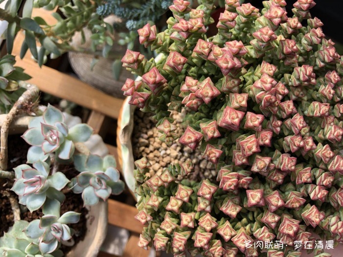 澶忚姳鏈夊摢浜涜姳,澶氳倝鏈夎姳鏈夋灉