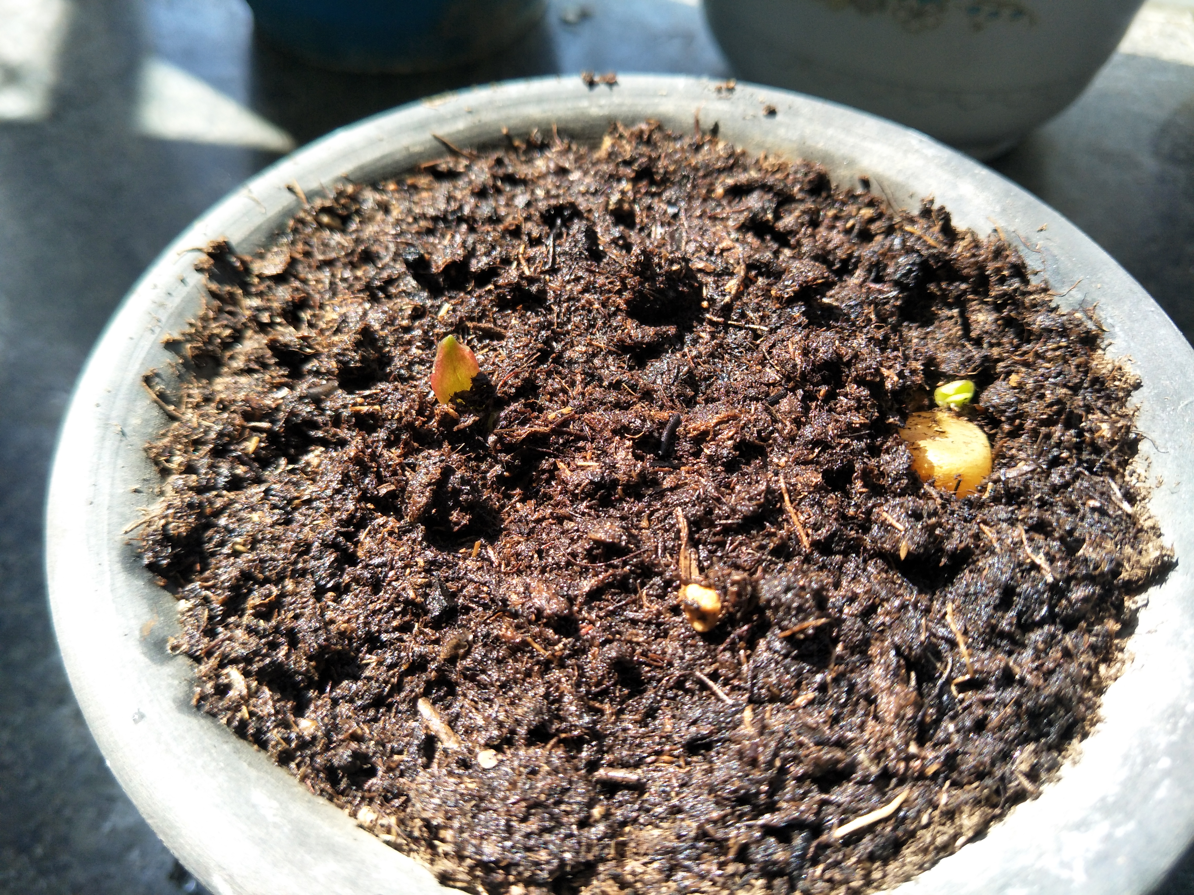 君子兰种子成熟后的播种方法,君子兰种子繁殖的方法常用