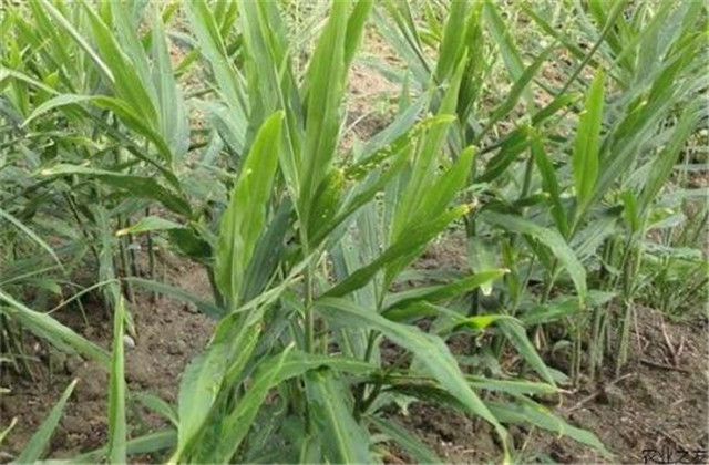 无公害生姜,生姜高产栽培种植技术要点是什么