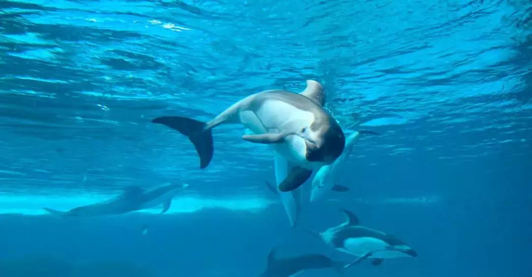 带小婴儿长隆动物园游玩攻略,亲子游玩广州熊猫酒店长隆攻略