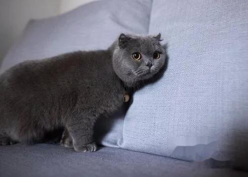 英国短毛猫小猫如何饲养,英国短毛猫饲养方法