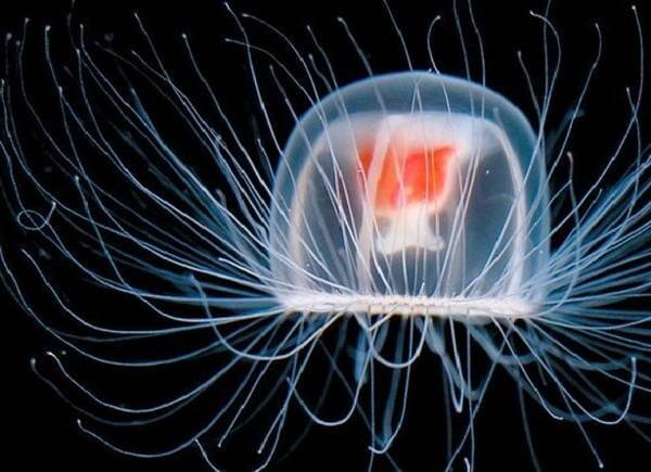 盘点那些会说话的动物水母,神奇的水母海洋动物