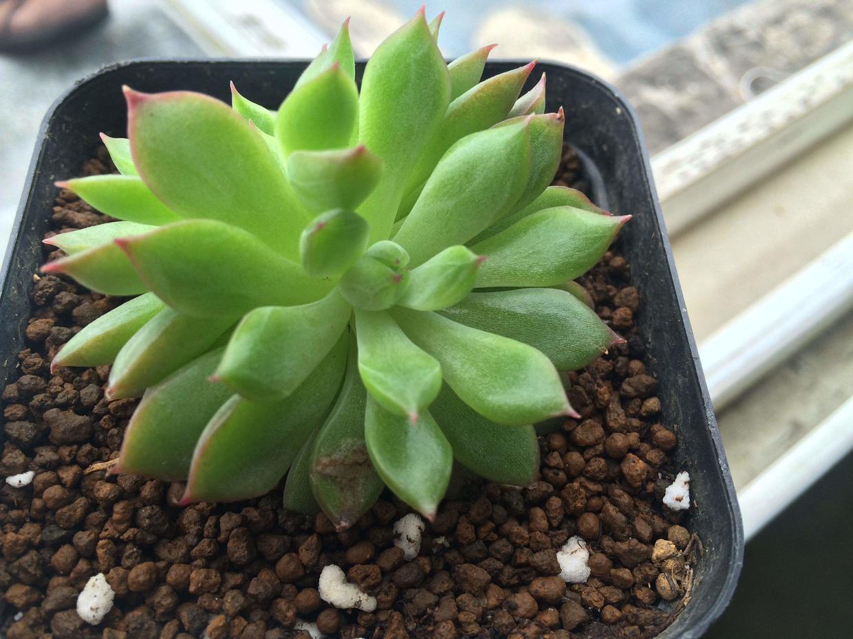 浇水后多肉还是发软,多肉发软需要浇水吗