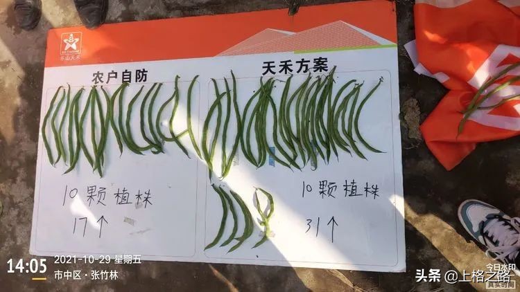 天禾宝赢套装为农作物的丰收保驾护航