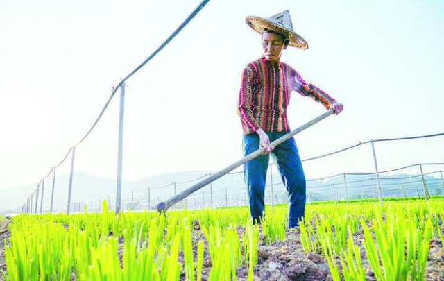 韭菜种植小妙招短视频,农村韭菜种子种植方法和技巧