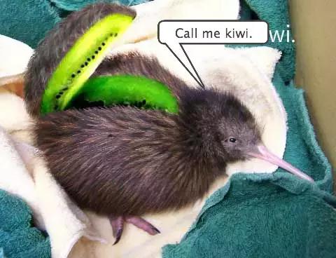 新西兰算不算最佛系的国家了,新西兰是个发达有趣的国家