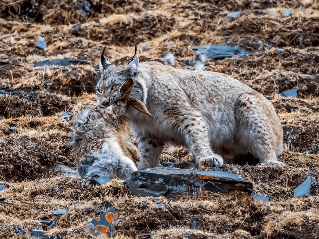 四川甘孜发现2只小雪豹,猞猁捕捉兔子