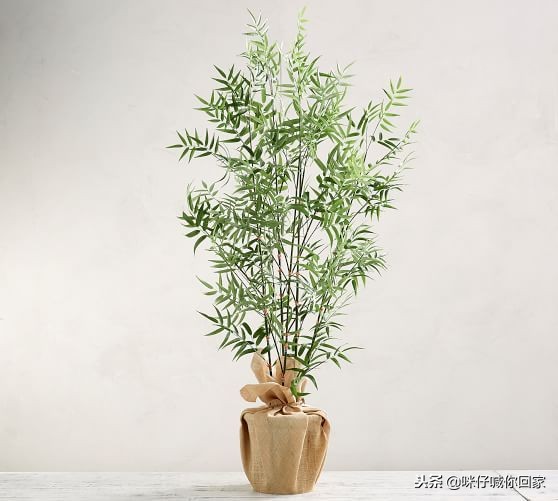 可以除甲醛又对猫咪无害的植物,对猫猫无害的植物花卉