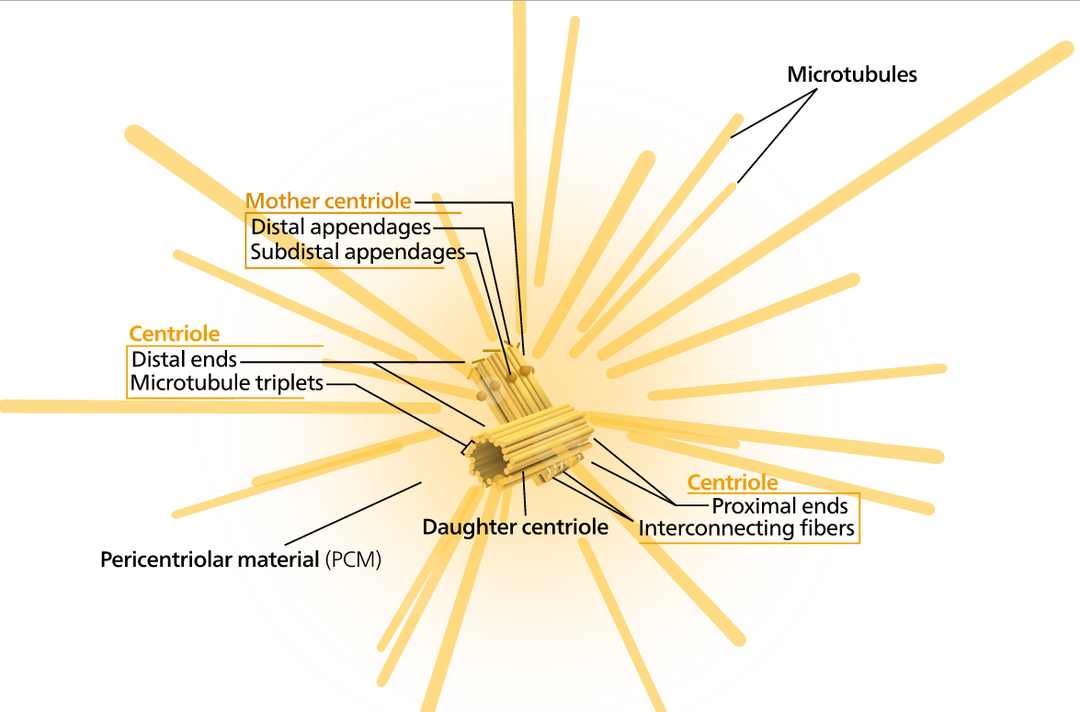 人类科技发达却造不出一个细胞,人类再过200年能造出一个细胞吗