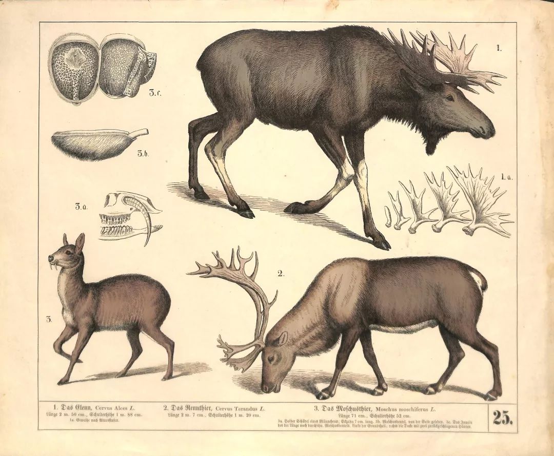 雪松味道有点呛鼻子,雪松味道好不好闻