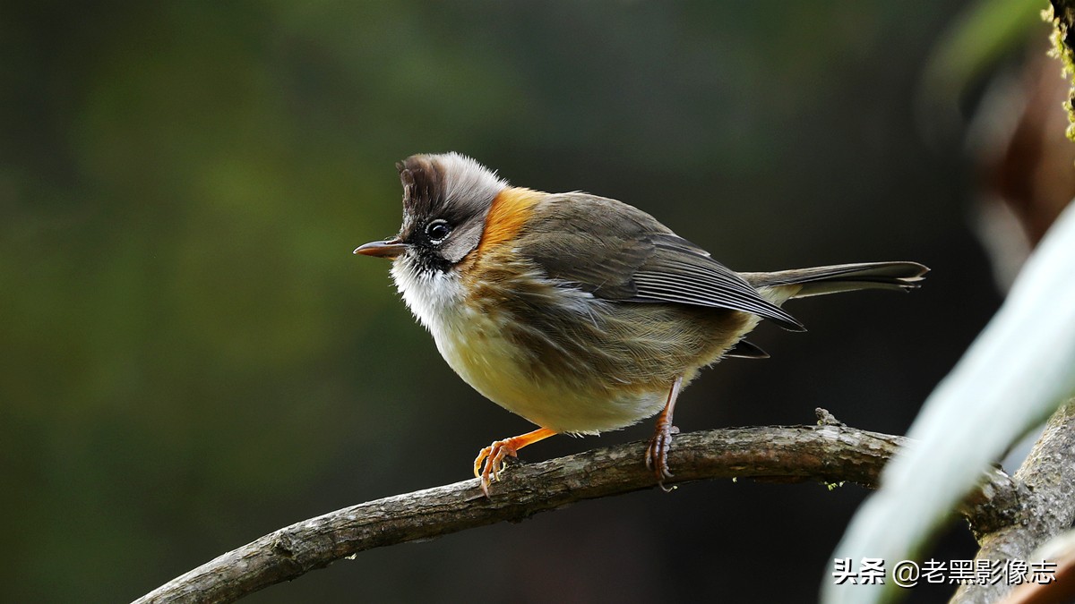 无量山镇游玩攻略一日游,无量山旅游攻略一日游多少钱