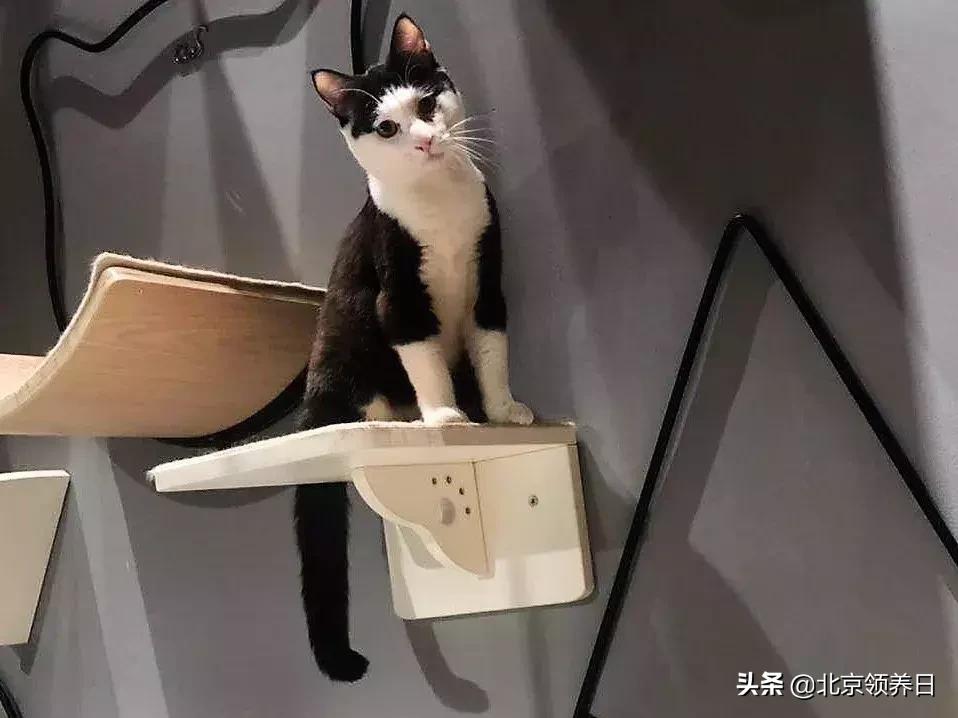 #领养代替购买#给它们一个家|线上宠物领养日,20190608加场