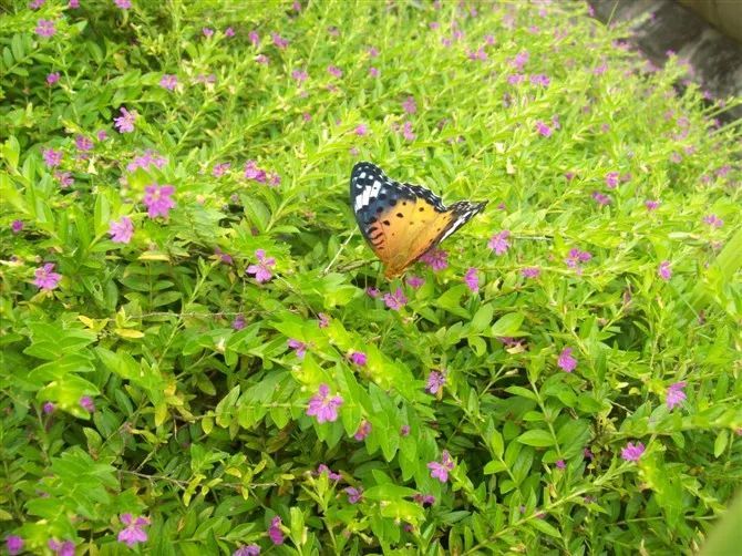 100种常见观叶植物图鉴史上最全,农村常见的100种植物