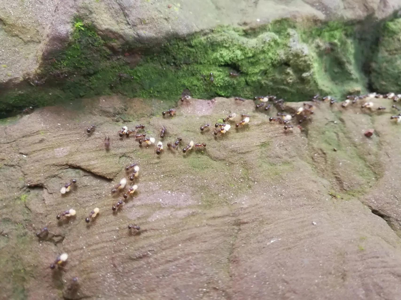 “蚂蚁搬家要下雨”不靠谱?看看蚂蚁的生活习性就知道是谁浅薄了