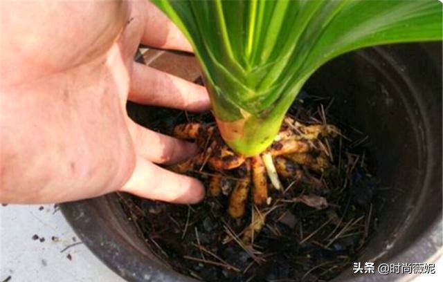 养花营养土小妙招,盆栽养花一定要用营养土