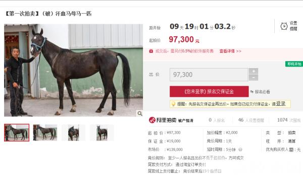 汗血宝马29,一元起拍汗血宝马