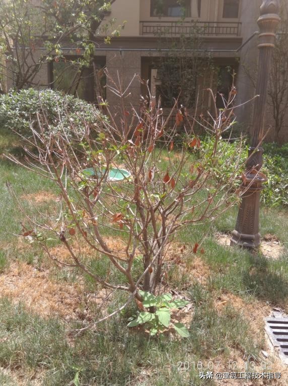 景观绿化提升项目施工技术方案,绿化种植施工方案范本