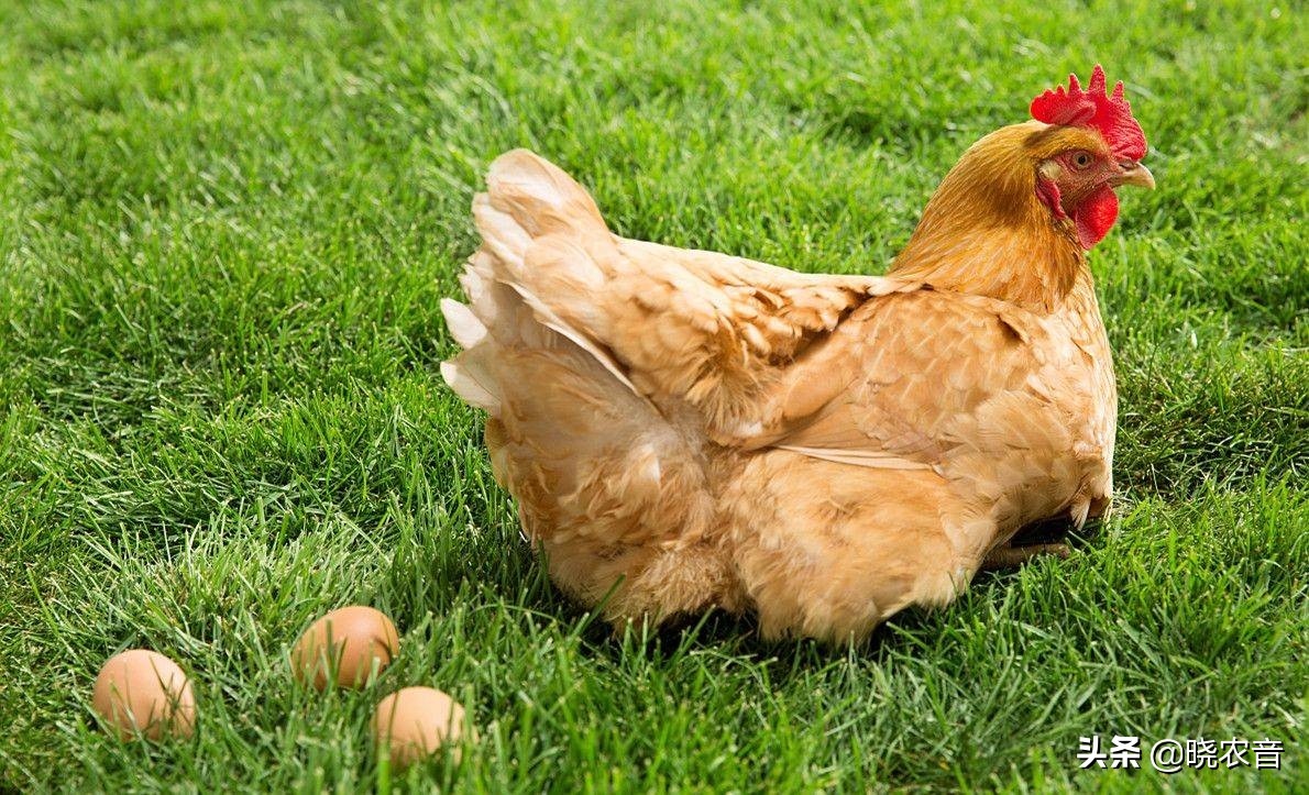 蛋鸡什么品种最好,蛋鸡选什么品种