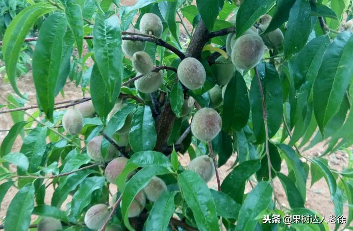 大棚桃怎么提高品质,种大棚桃子有前景吗