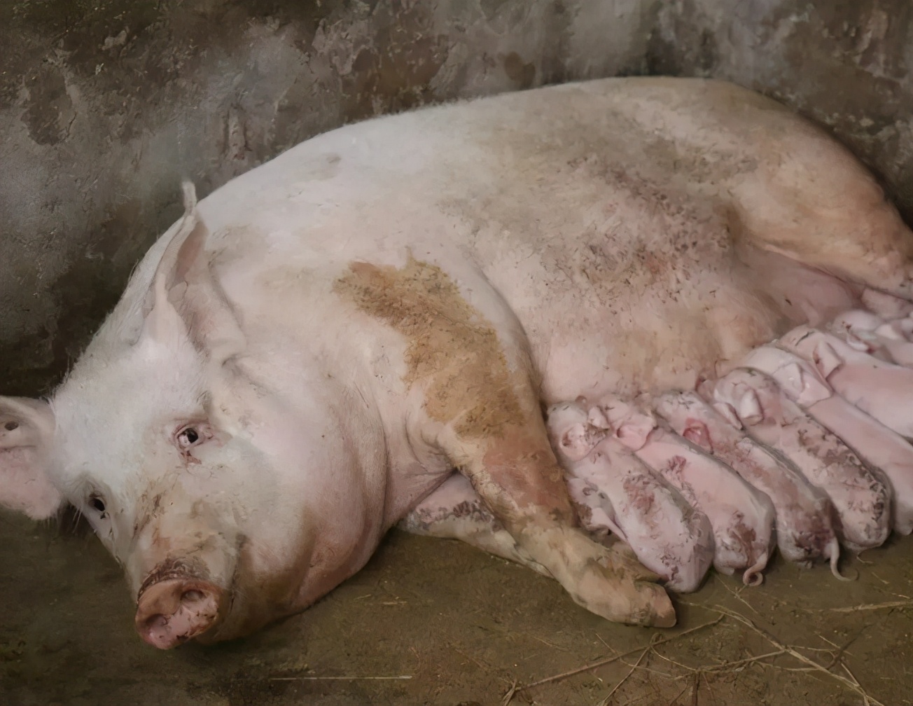 母猪产程长是什么原因导致的,母猪迟迟不受孕怎么办