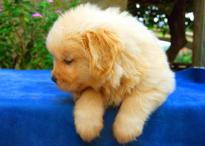 狗狗呕吐判断方法你知道几种,狗狗呕吐颜色分辨什么疾病