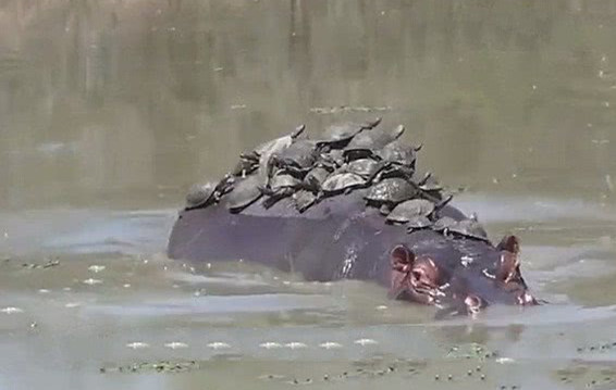 男子看见一群乌龟河边晒太阳,男子看清河边一群乌龟晒太阳