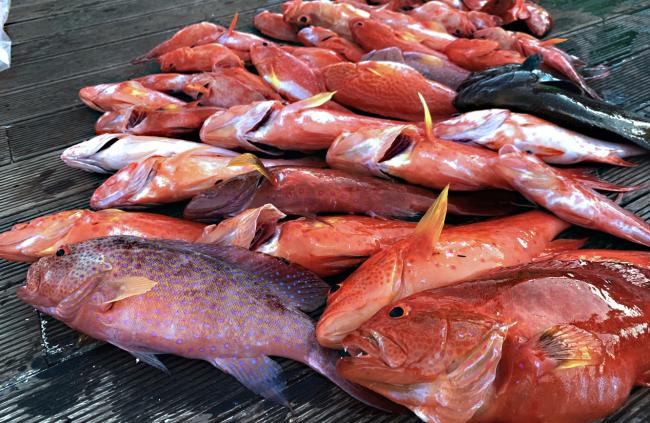 西沙群岛渔船海钓之旅,西沙群岛海钓游