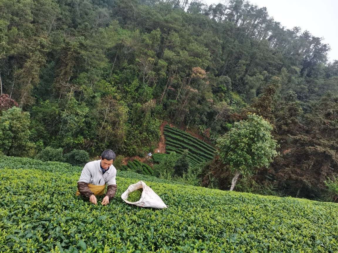 种植茶叶致富村民,你相信勤劳就能致富吗